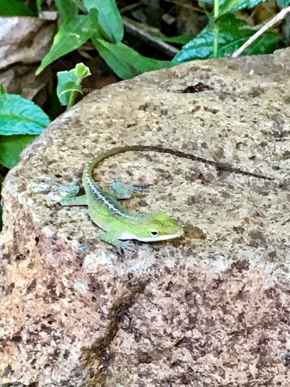 Anole 