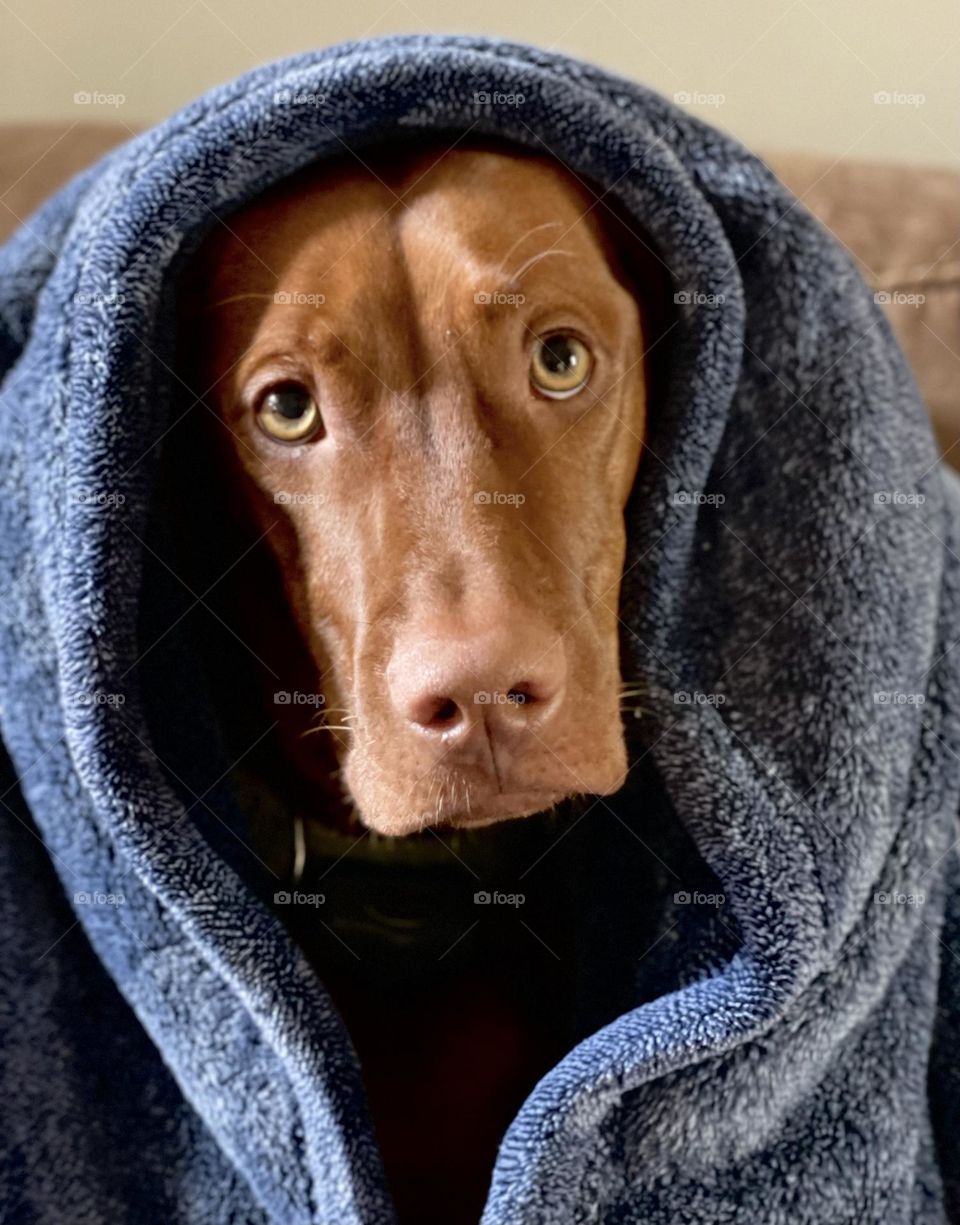 Portrait of a Vizsla