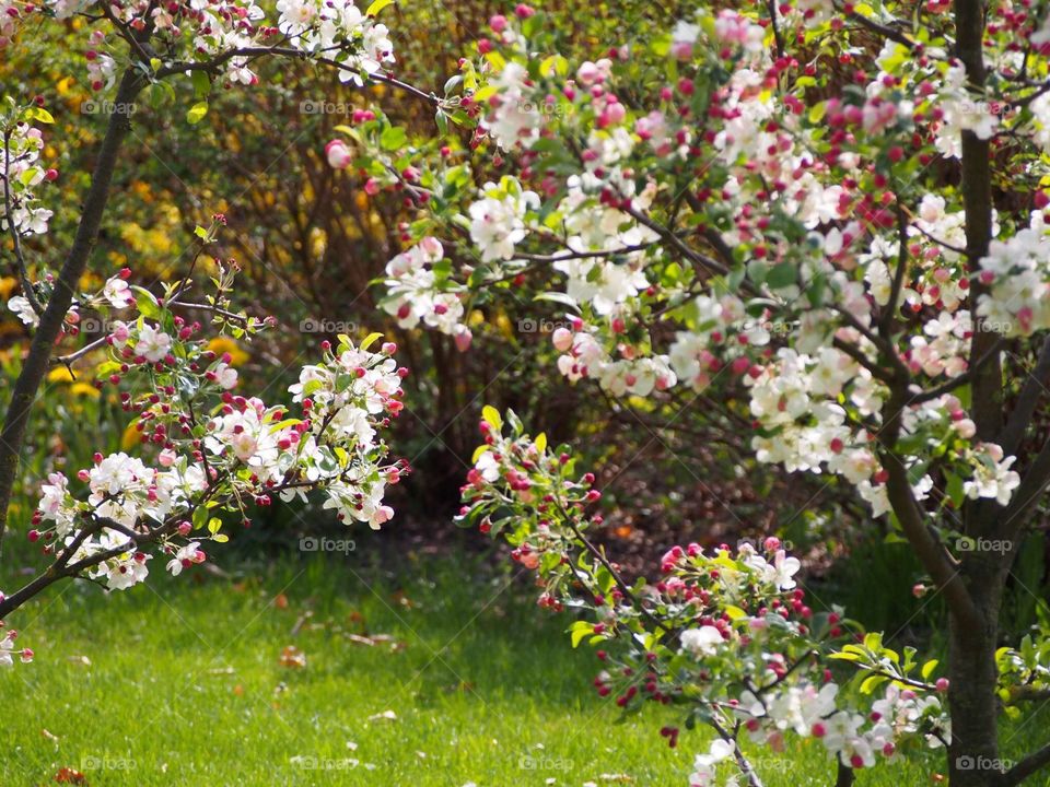 Apple tree blooming in the park