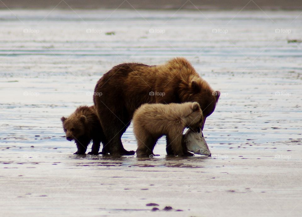Grizzly Family Eating halibut 