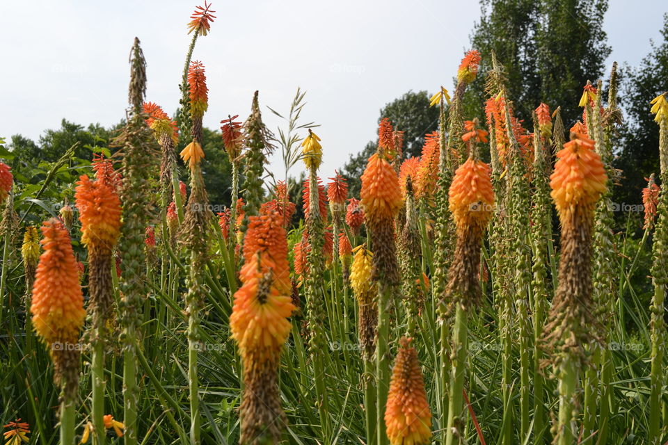 Blooming flower plants