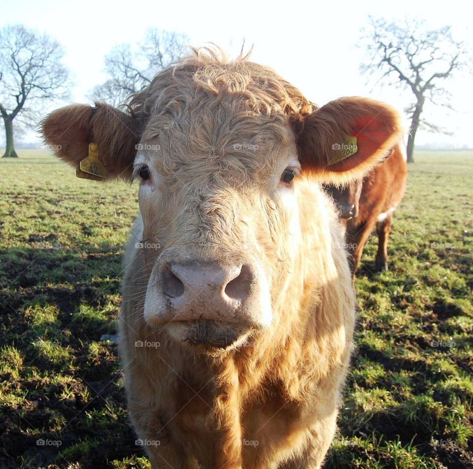 Pale brown cow facing viewer bathed in golden sunlight showing curious expression.