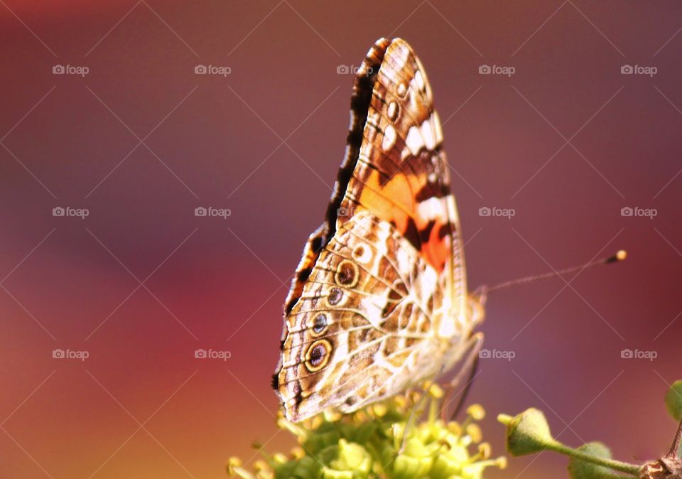 Butterfly with Closed Wings 