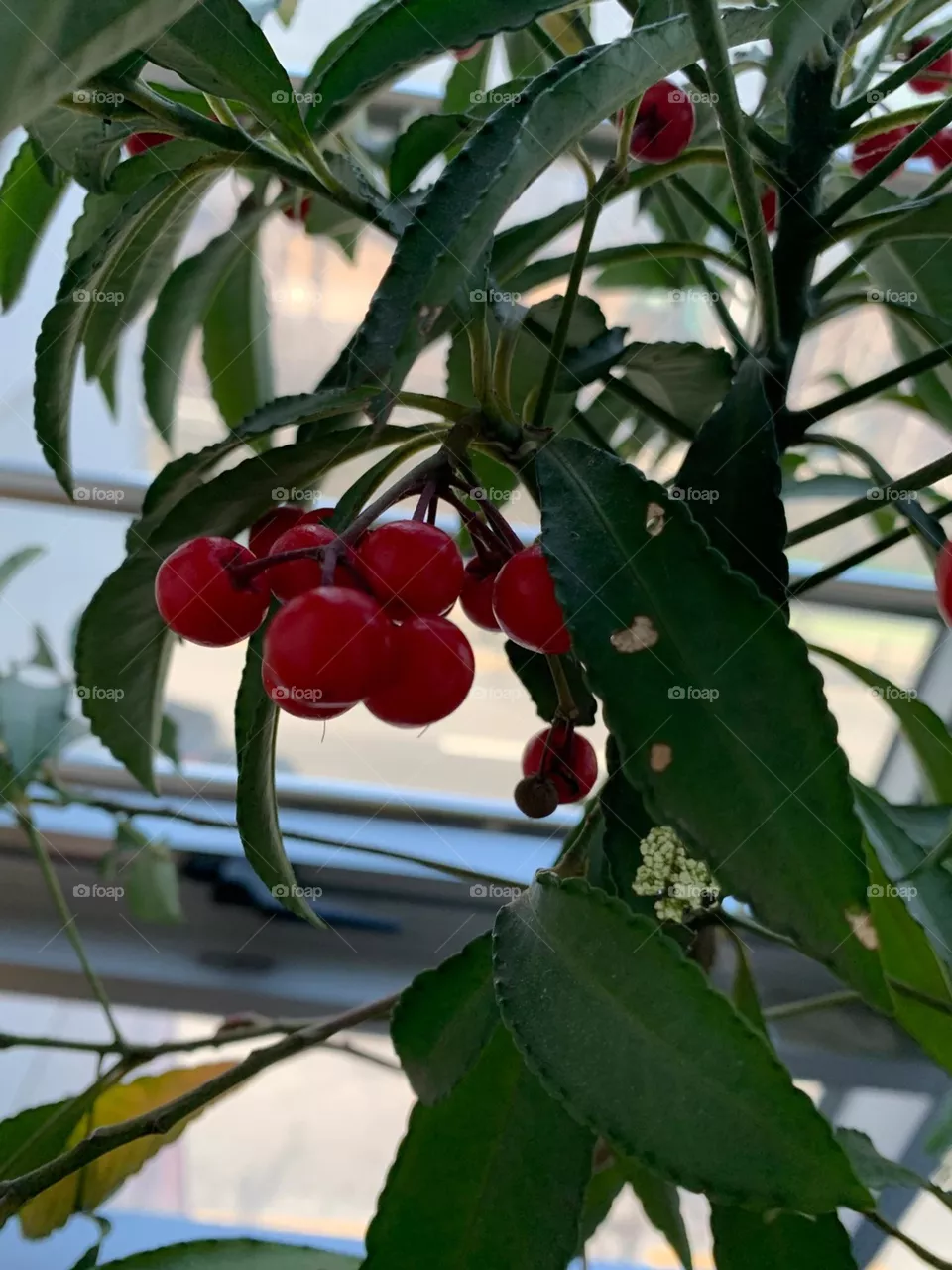 Fruta 