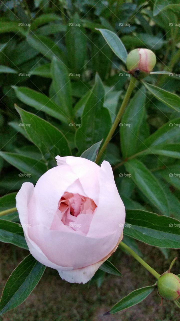 Close-up of pink peony flower