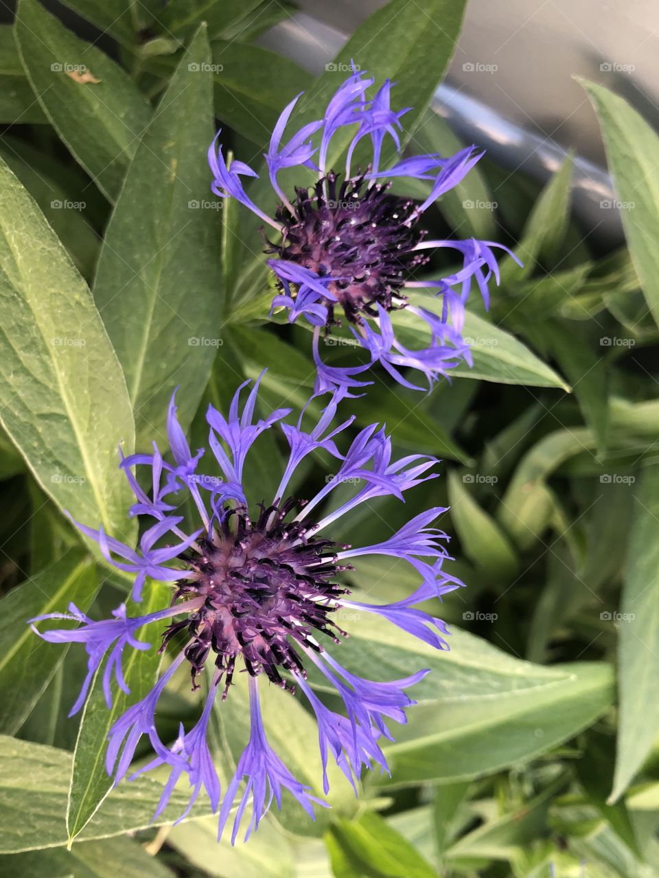 Spring flowers 