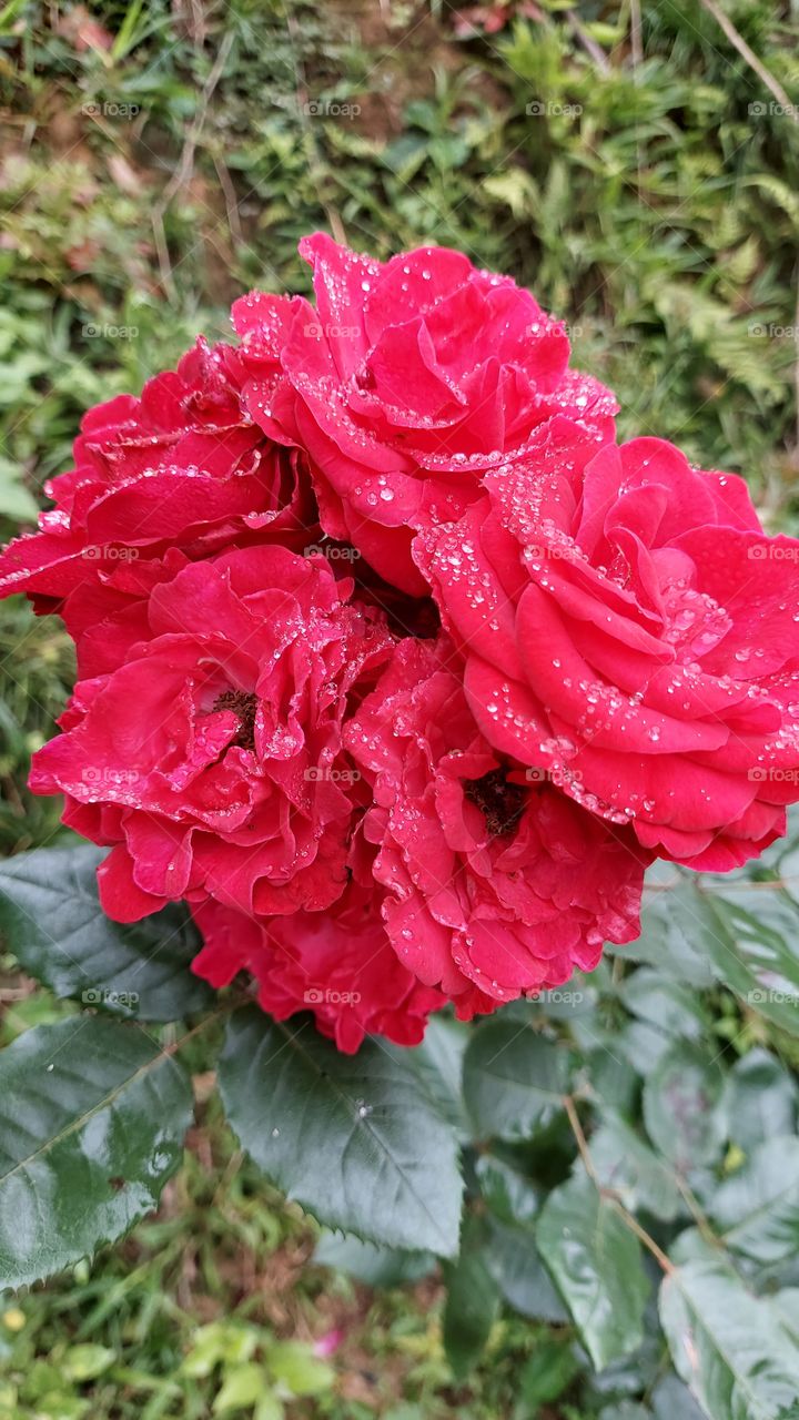 Lindas rosas vermelhas salpicadas pela chuvas que as tornam mais belas.