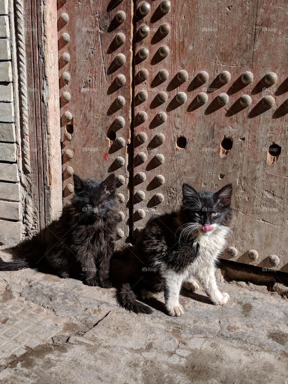 Street kitties, funny faces, in the Medina of Marrakech