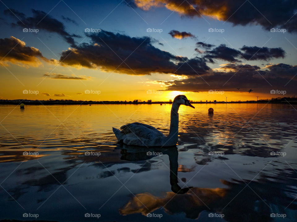 swan lake