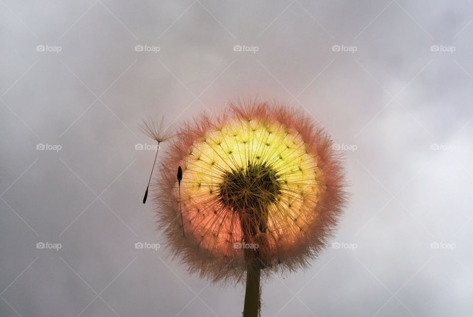 Dandelion