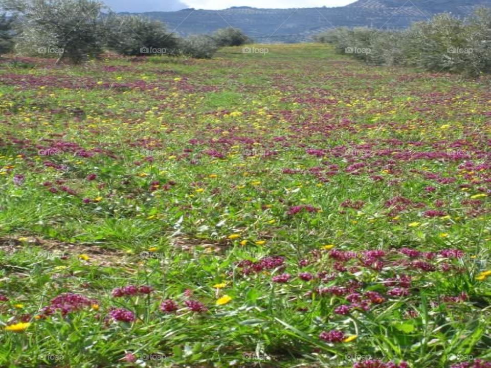 Spanish Wildflowers 