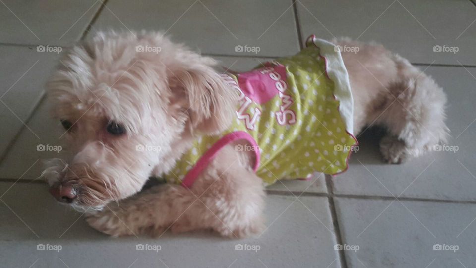 Bella.  Cathedral City Ca