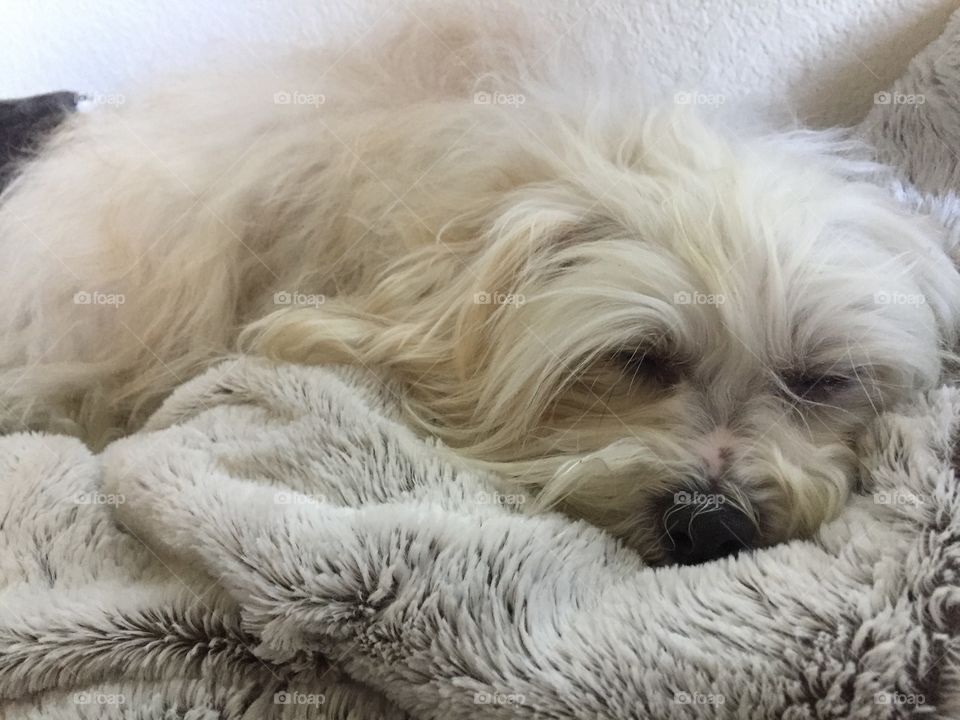 sleeping white dog on white blanket 