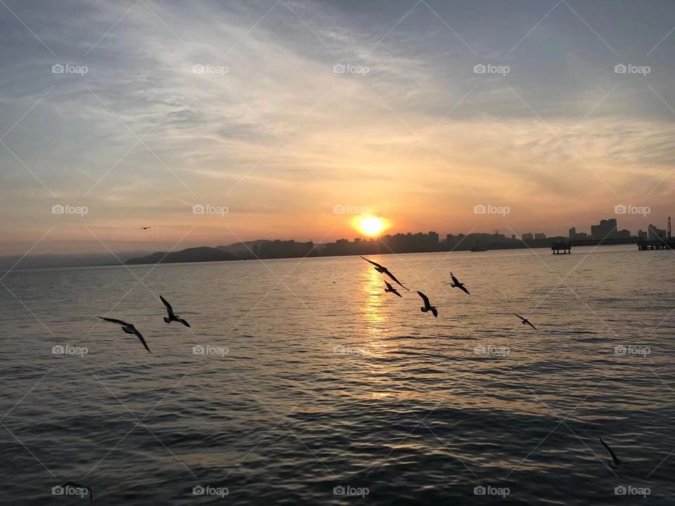 Seagulls in the sunset