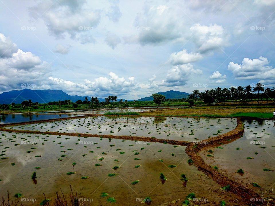 Rice field - Sky light