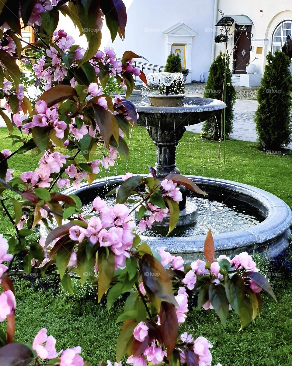 Blooming tree in a courtyard in Tallinn