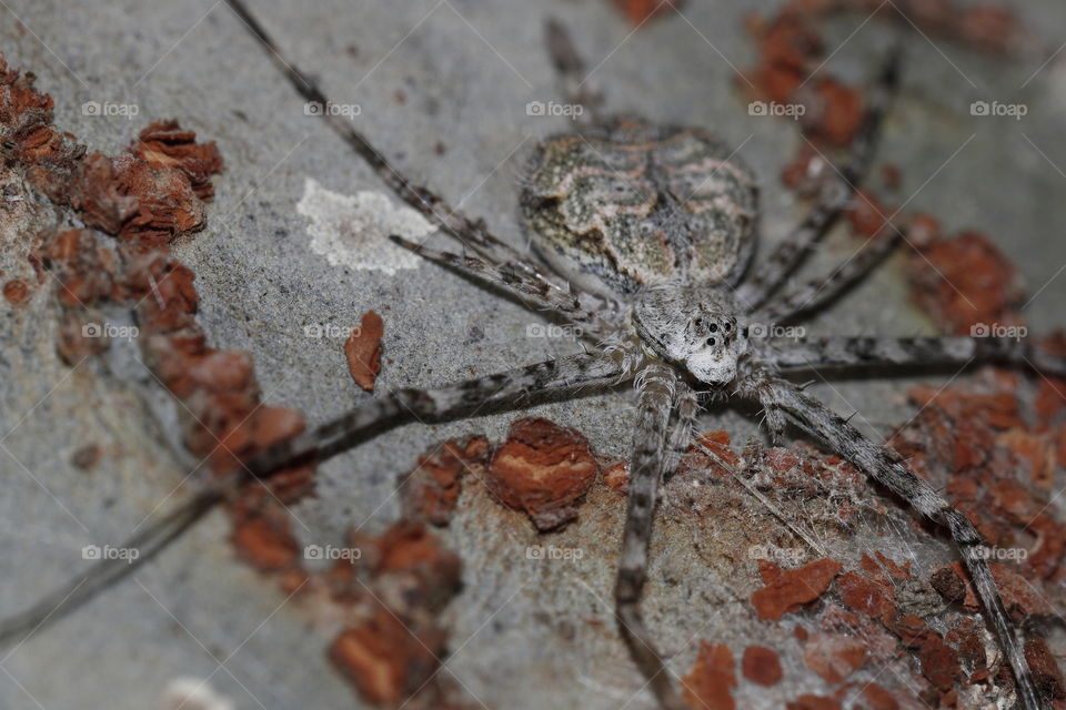 Flat bark spinarette spider camouflaged on a tree trunk