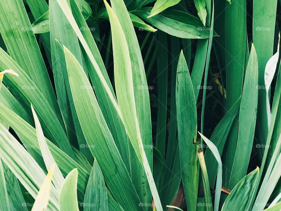 Green leafs