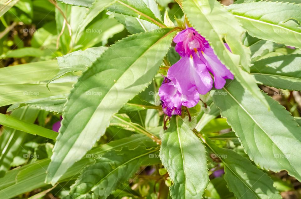 Impatiens Balsamina Flowers And Leaves