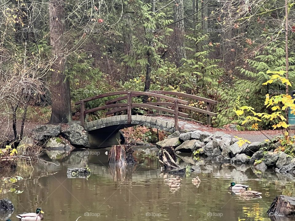 Nature and bridge on Vancouver Island 