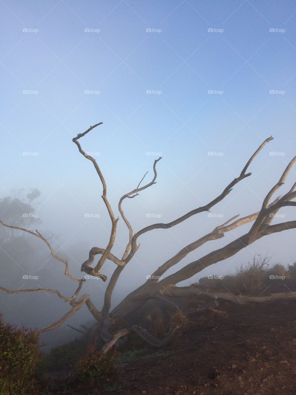 View of bare tree in forest