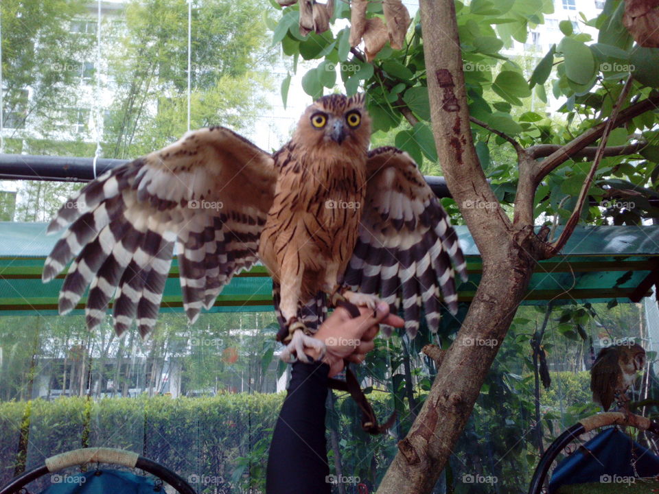 Owl with wings op