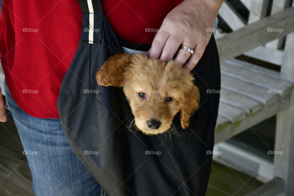 Dog on walk