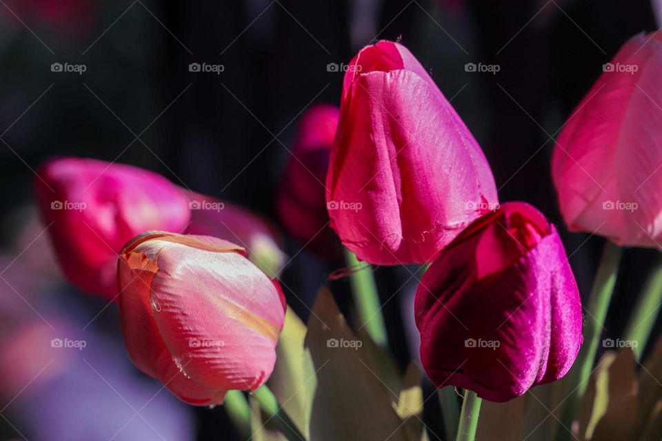 Tulips