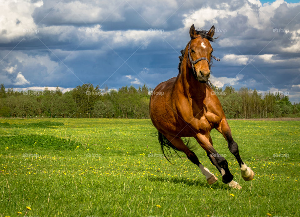 Running horse on a background of a cloudy sky and green meadow.