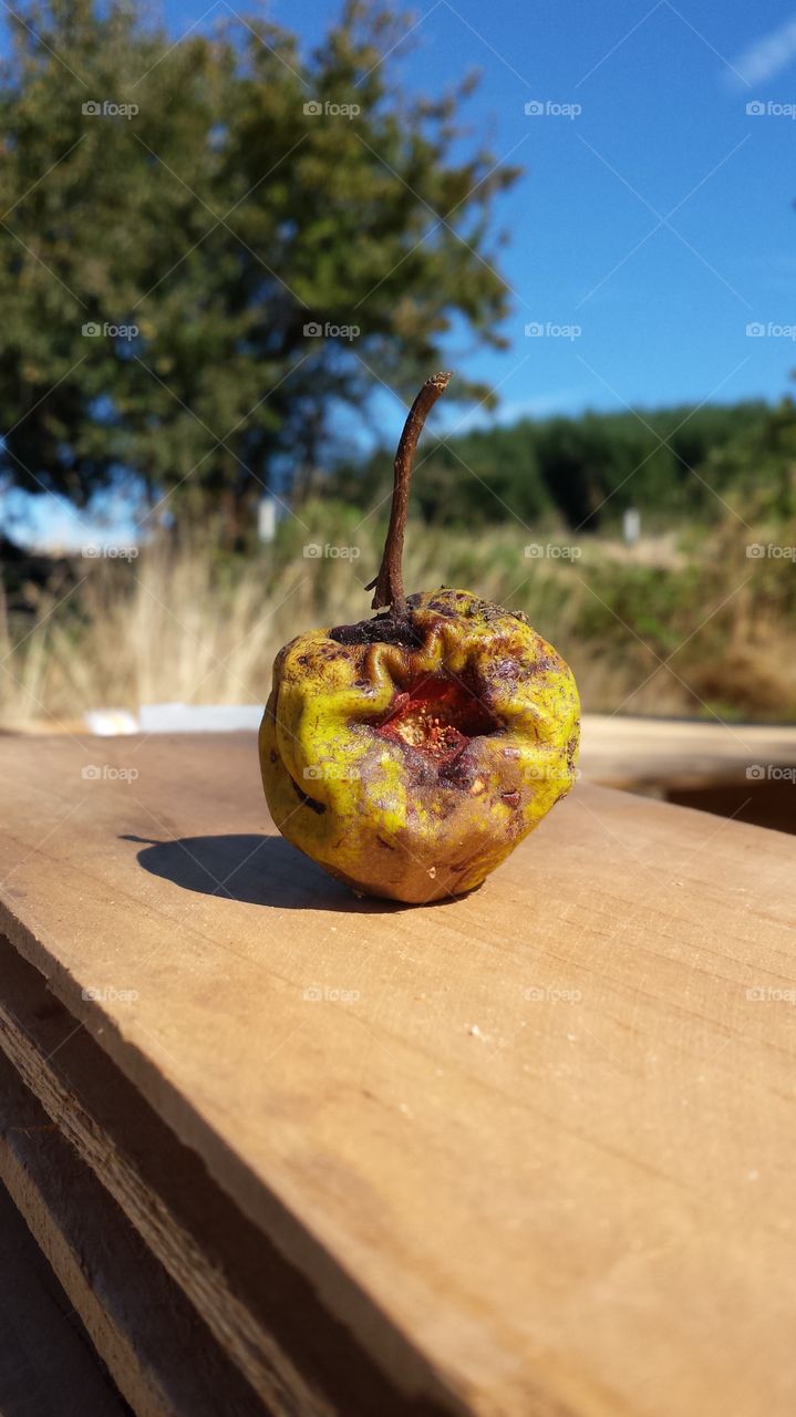 The Spoils of Farming. Decaying apple from farm tree.