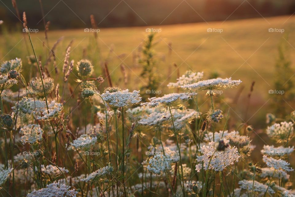 Flowers at golden hour