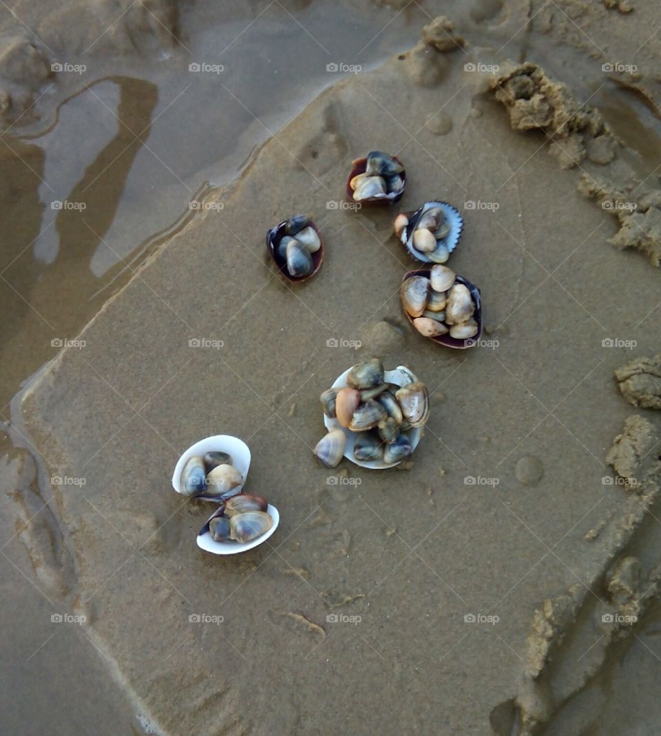 sea clams
