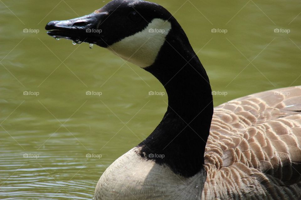 Canada goose 