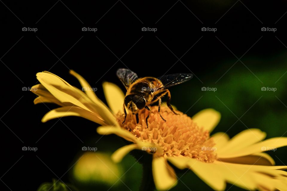 Bee pollinating on yellow flower