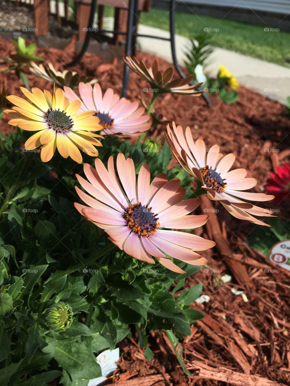 Daisies I planted in my garden