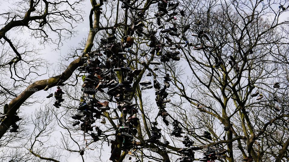 Shoe Tree