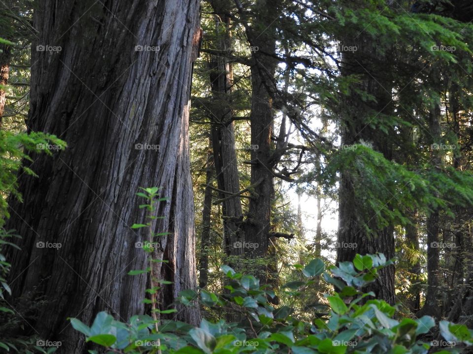 Forest Vancouver Island Tofino BC
