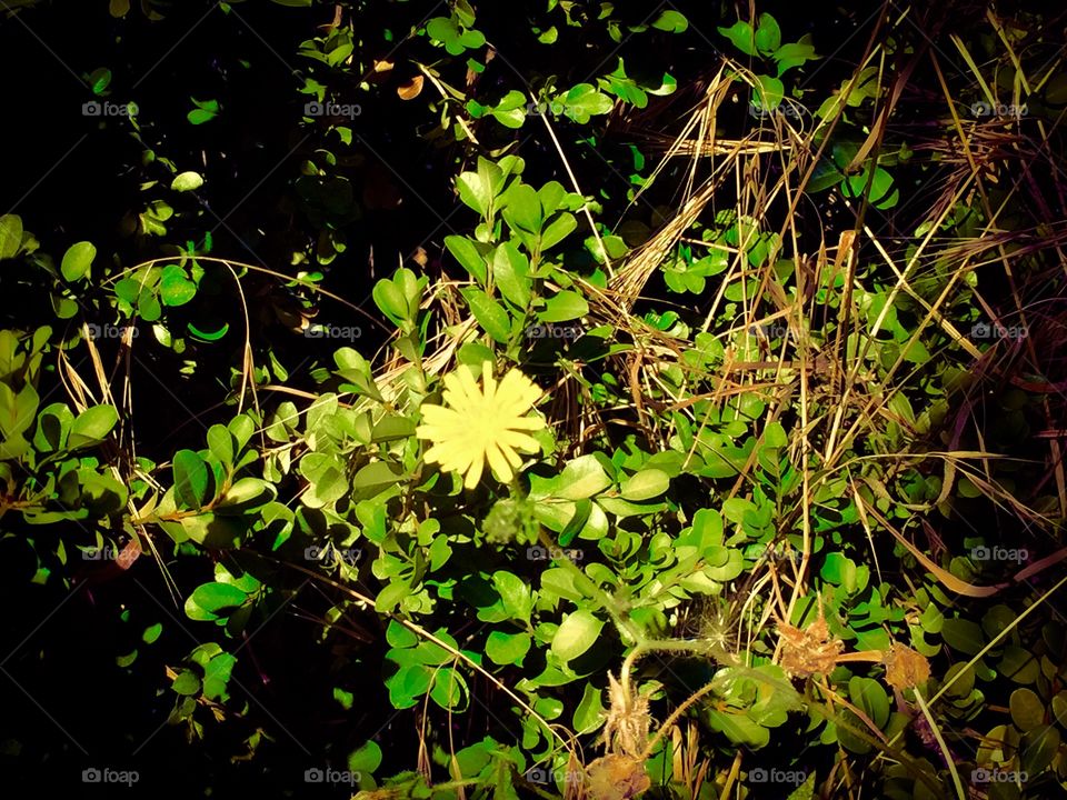 Plants and little yellow flower 