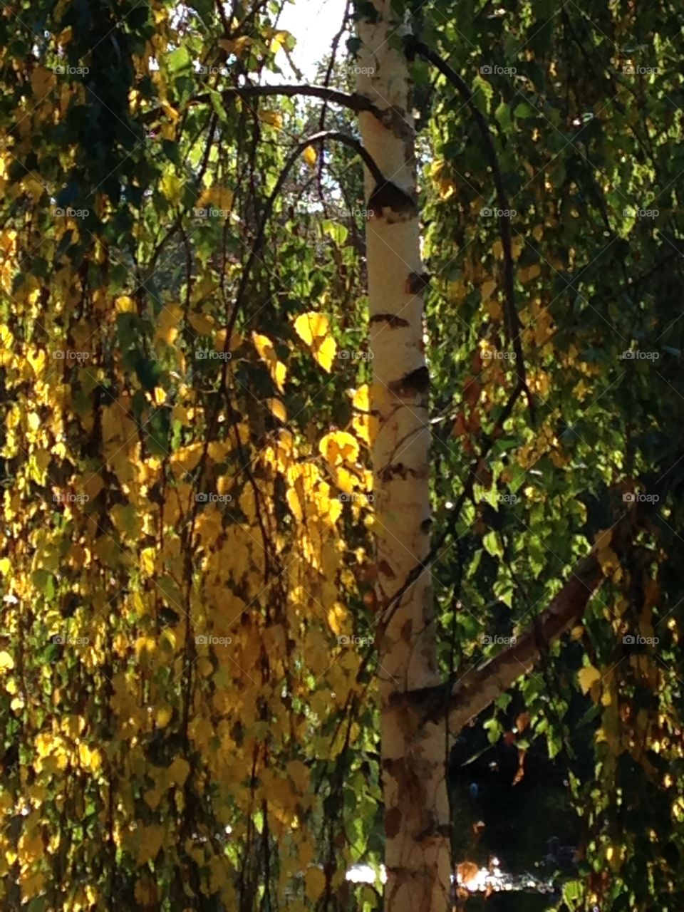 Golden
Birch