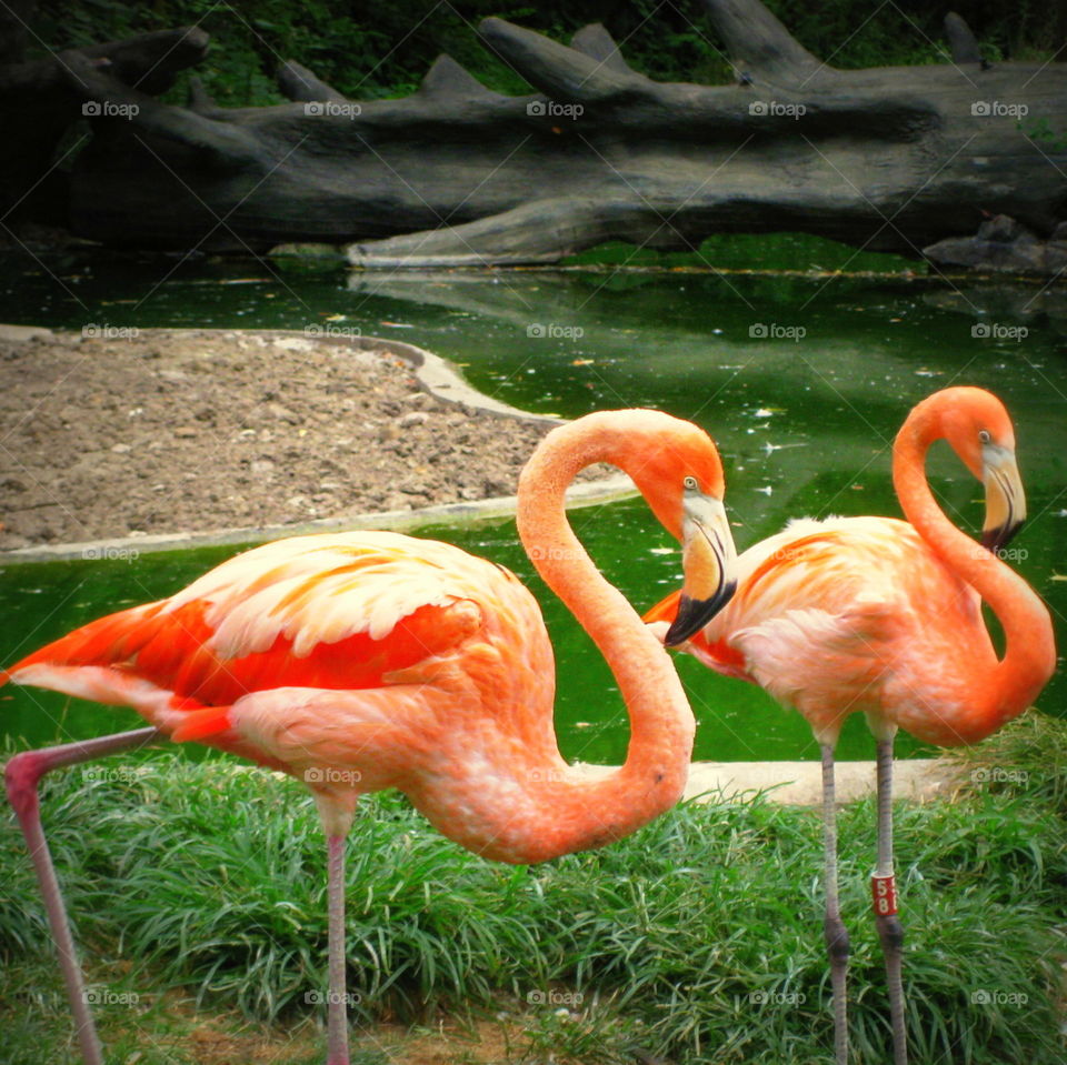 These are pretty pink flamingoes taking it easy on a warm sunny summer day at the Columbus Zoo in Ohio.