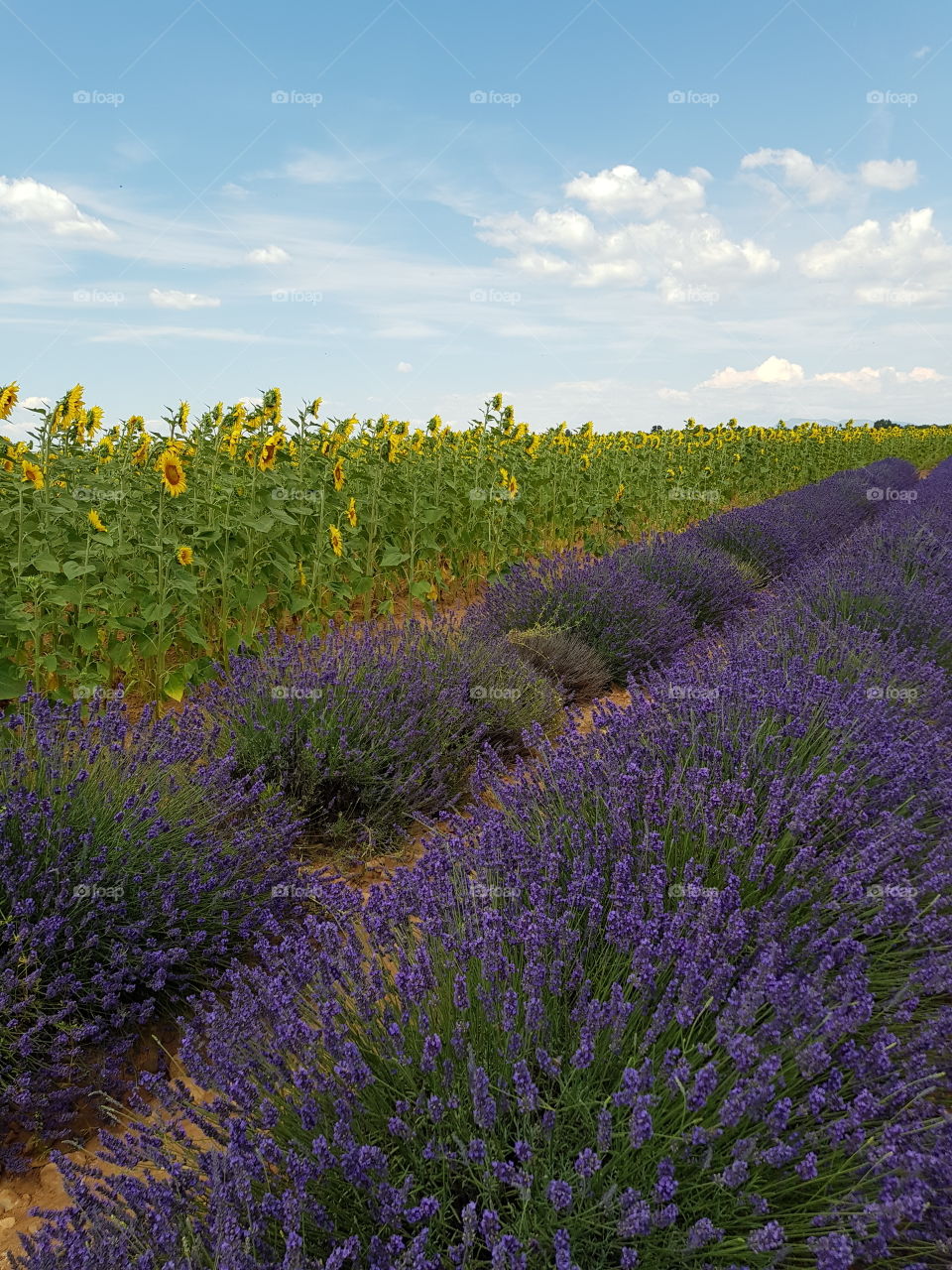Lavender and sunflower fields in Valensole,  France.
