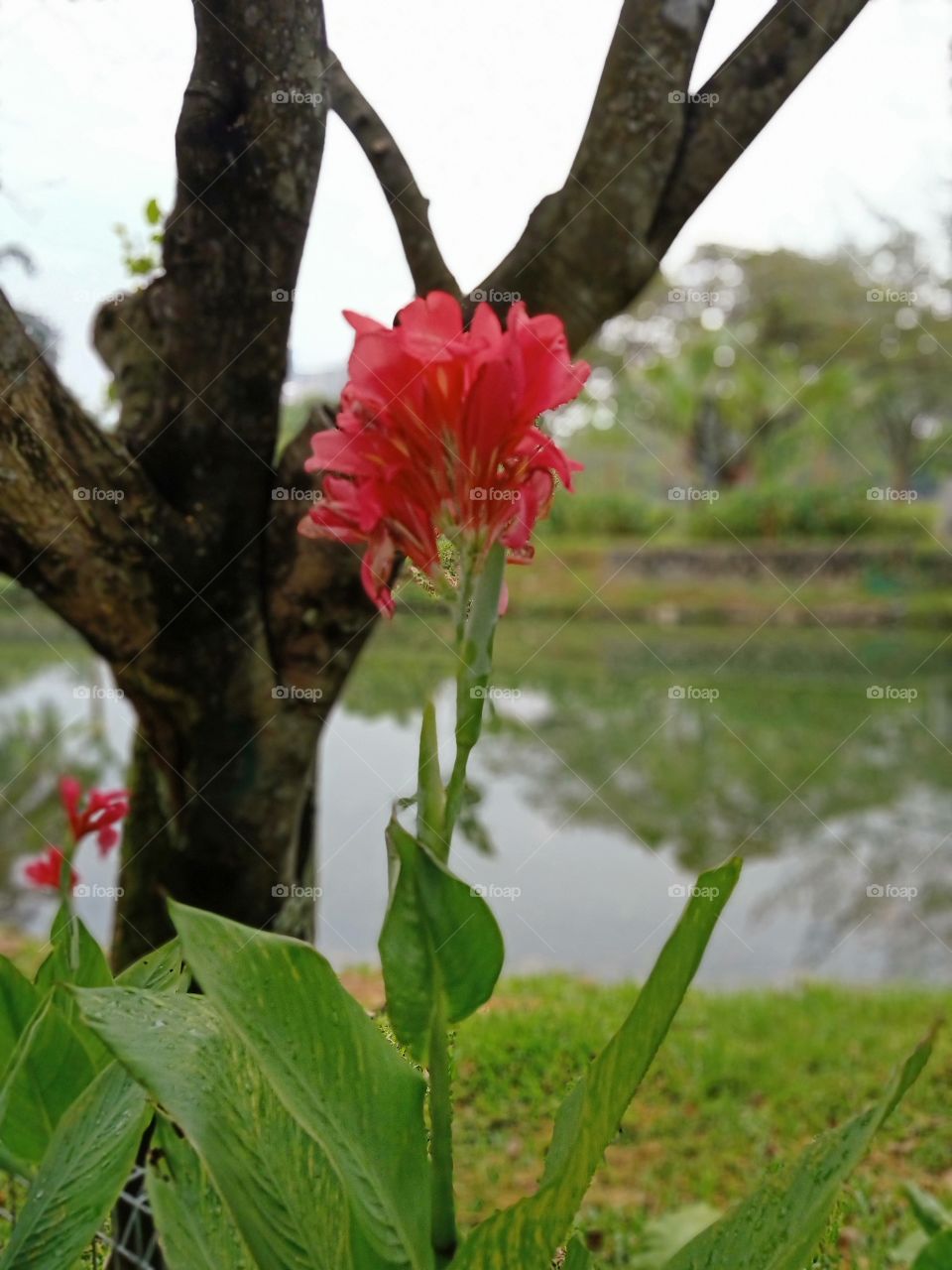 Lovely flower