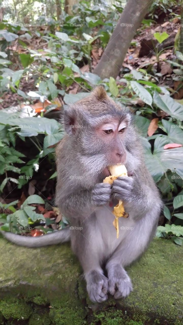 Lunch time 🐵🍌 Monkey with banana 🐒🍌