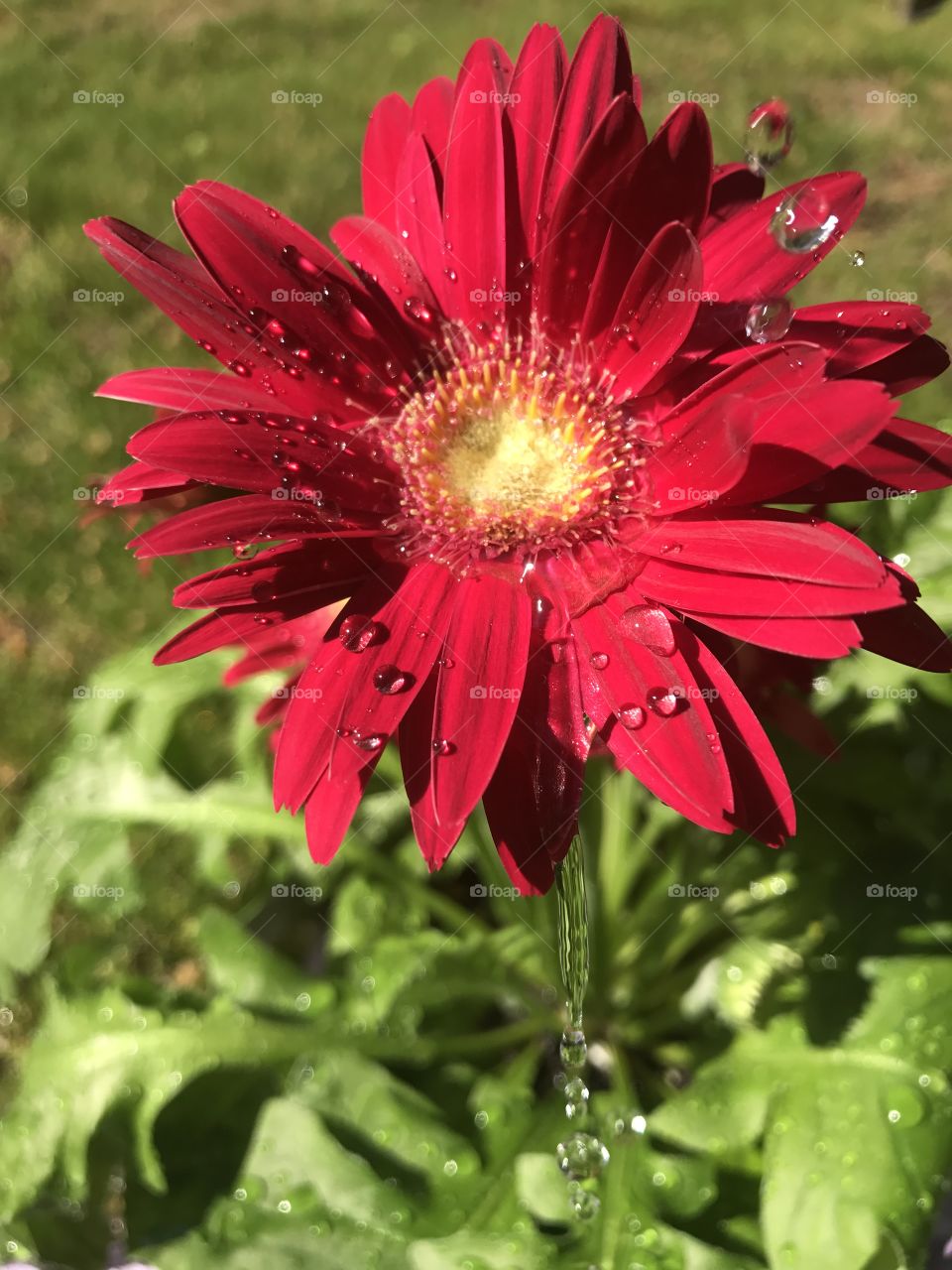 Gerber daisy