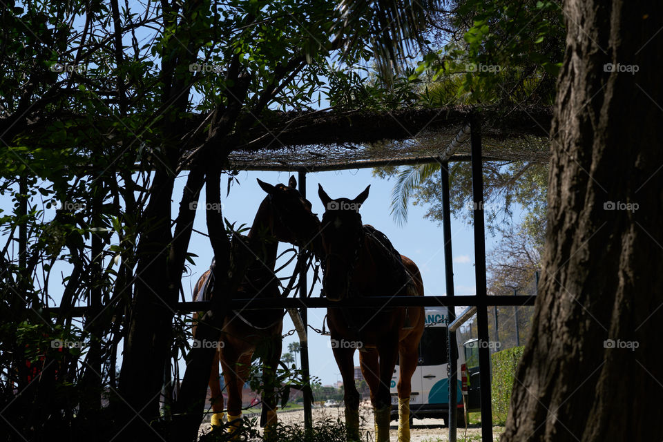 Backlight horses