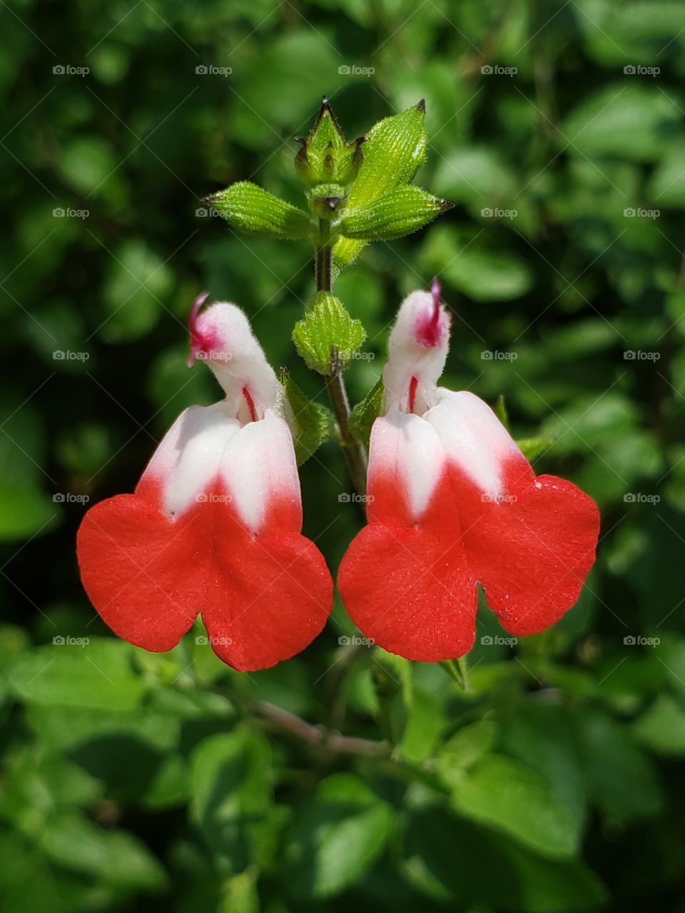 red and white flowers