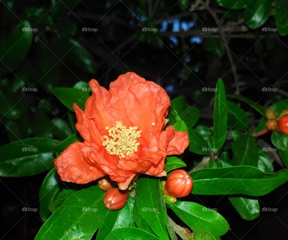 A close-up of pomegranate blossoms on the Italian island of Ischia