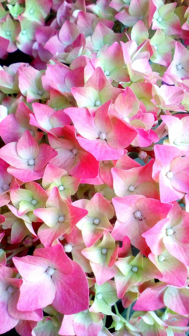 Pink blooming flowers