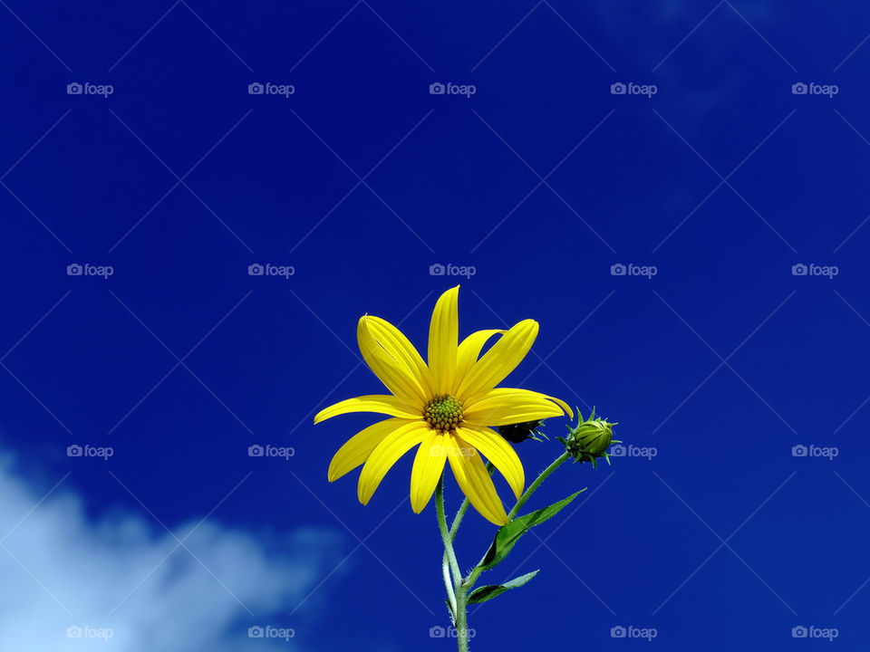 sunchoke flower