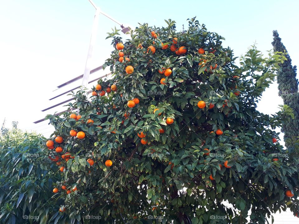 Christmas tree in Greece